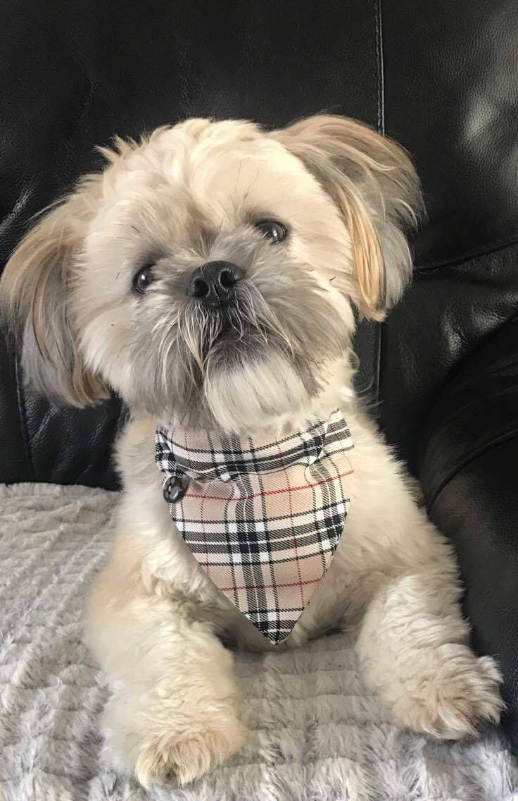 Red Tartan Dog Bandana Dogs Puppies Scottish Edinburgh Tartan
