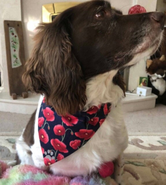 dog collar remembrance