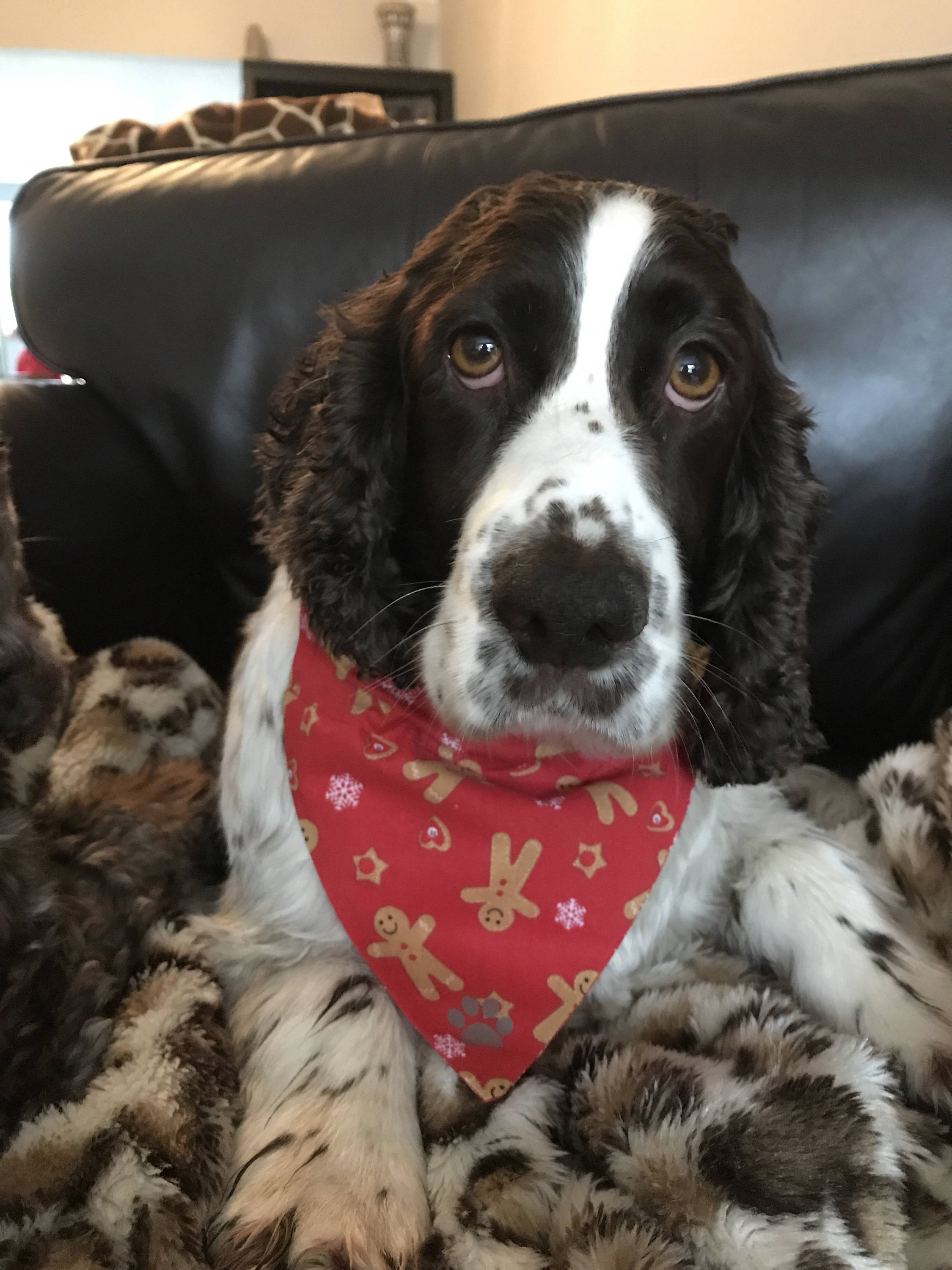 dog neckerchief christmas