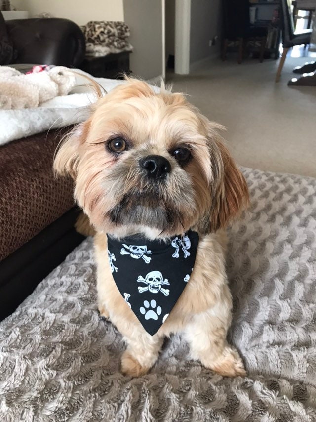 pirate dog bandana