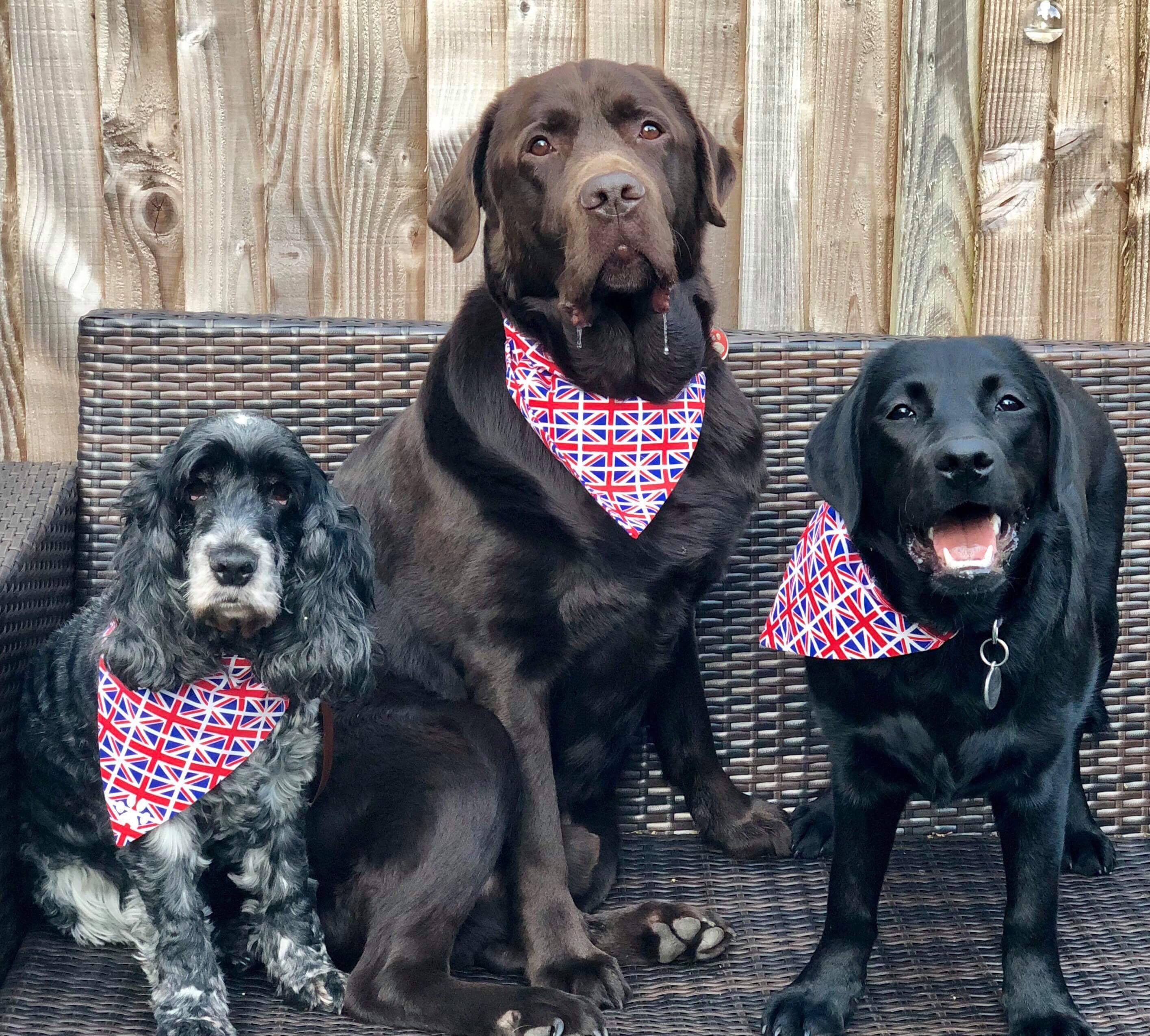 union jack dog bandana