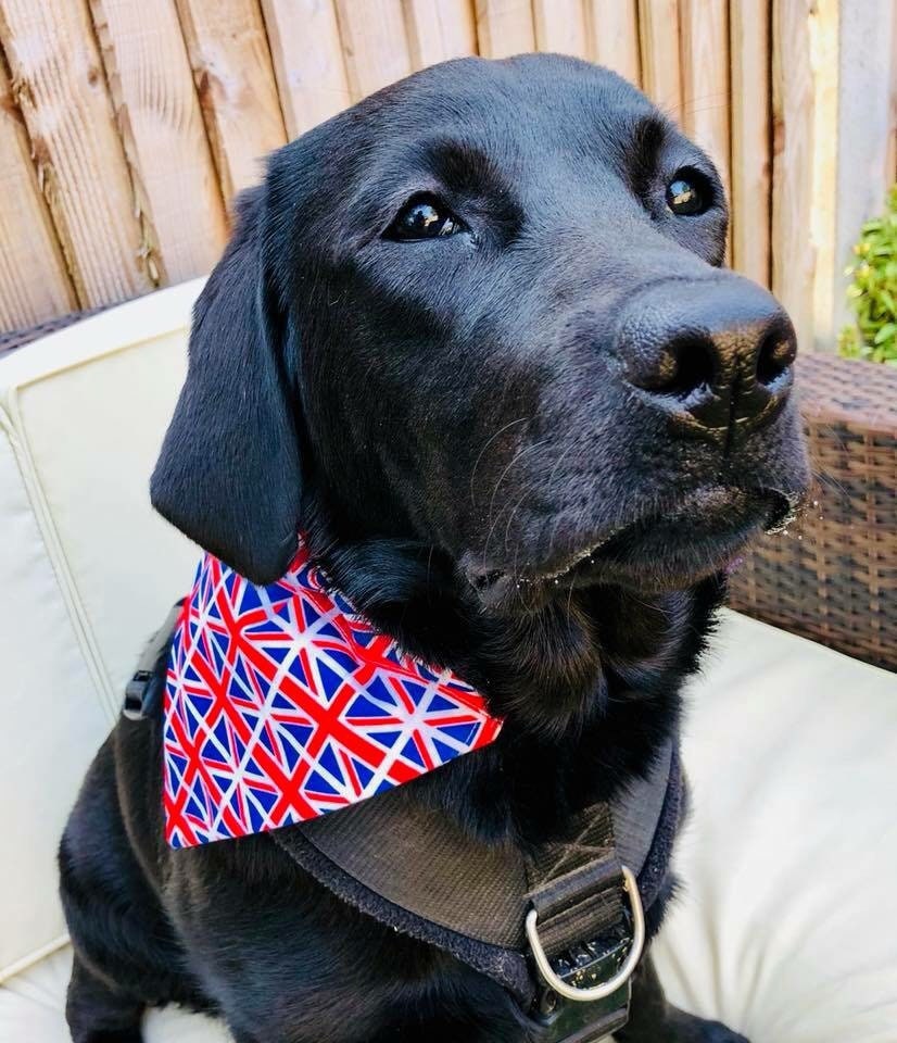 union jack dog bandana