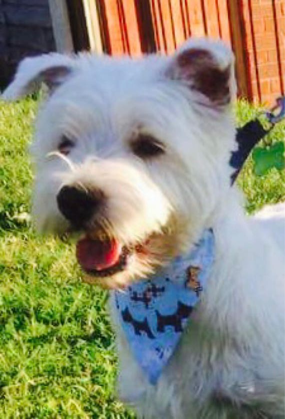 westie blue