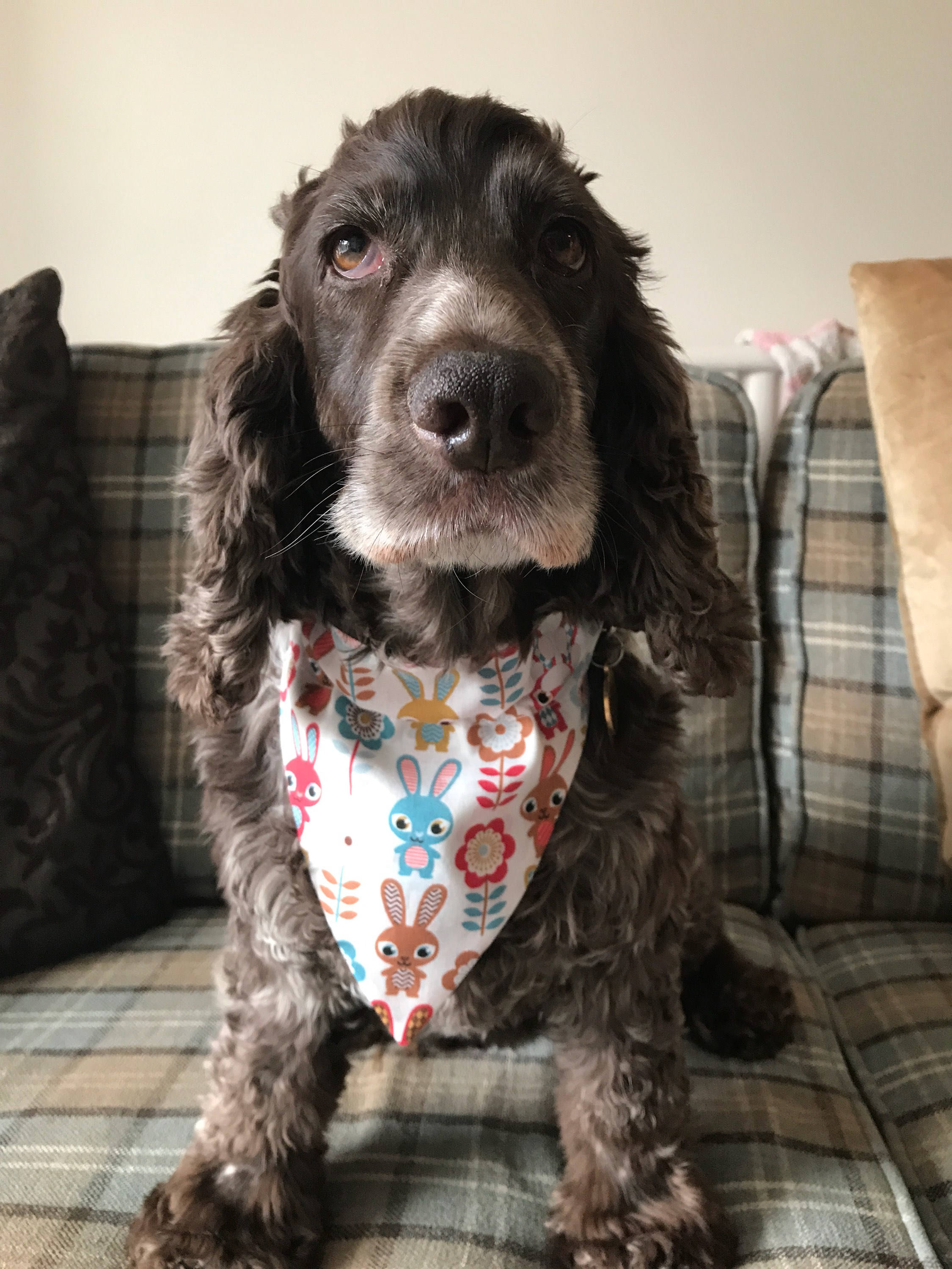 dog bandanas that slide onto collar