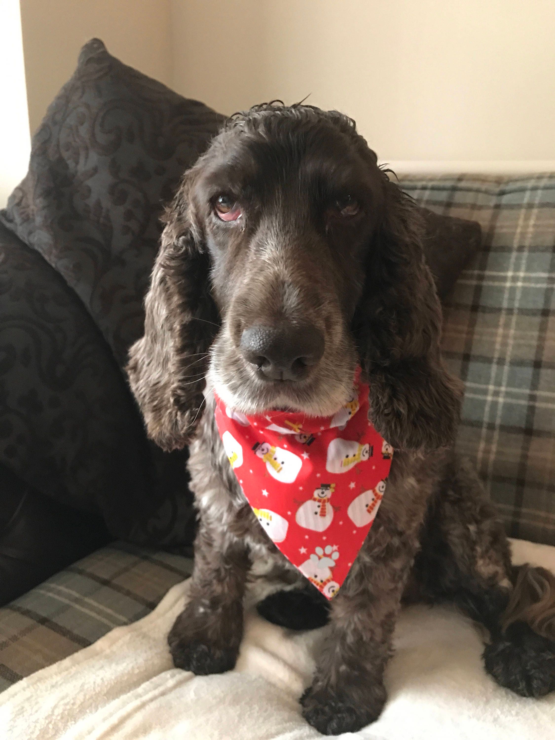 dog neckerchief christmas
