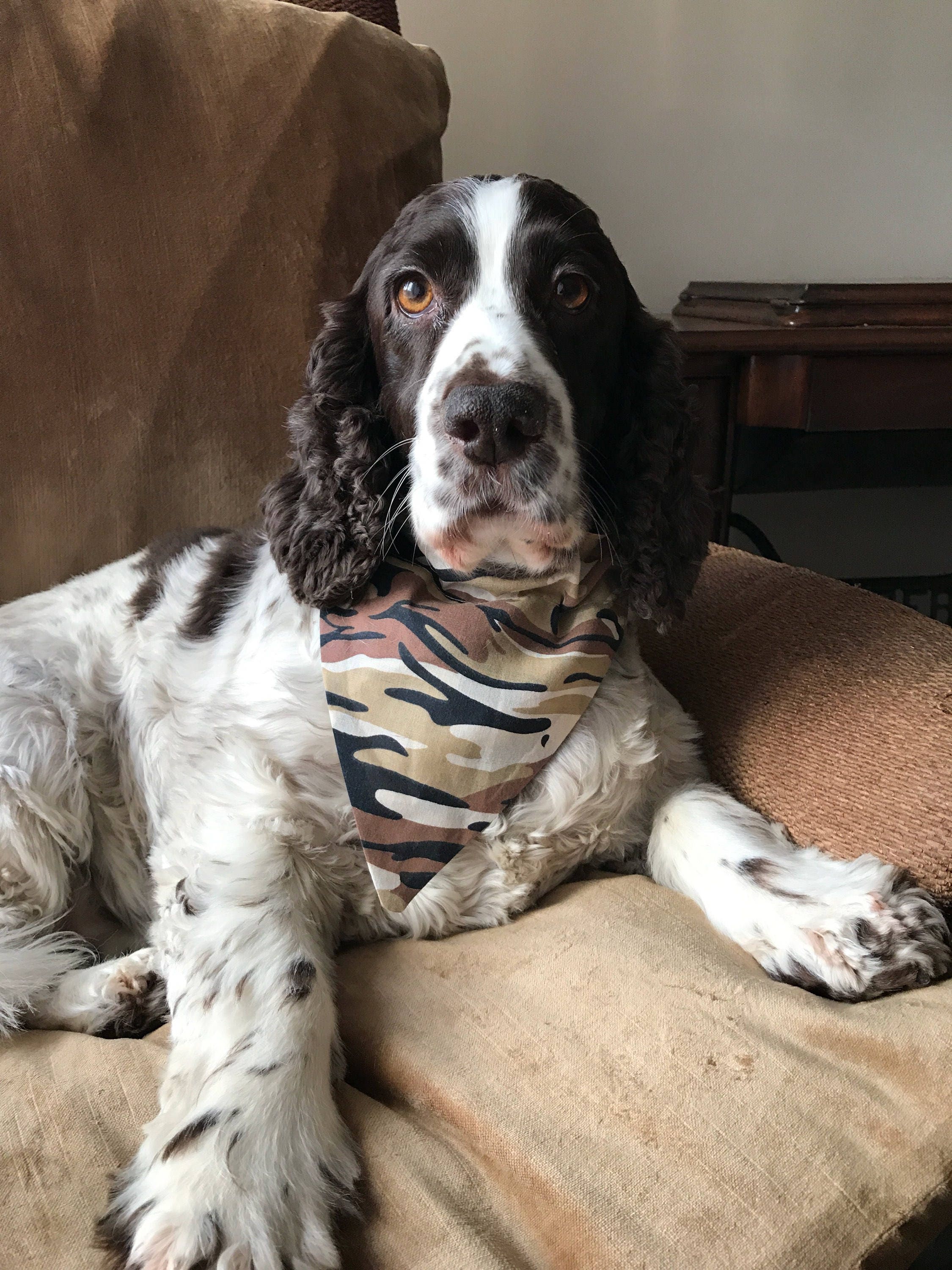 cocker spaniel bandanas