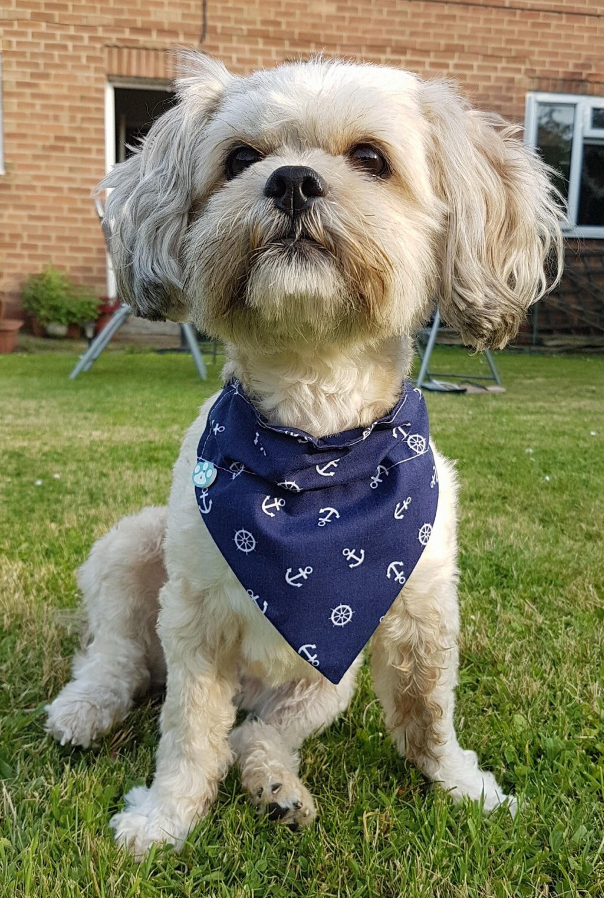 shih tzu bandana