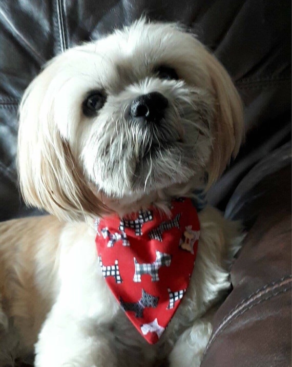 karen kennedy lhasa apso