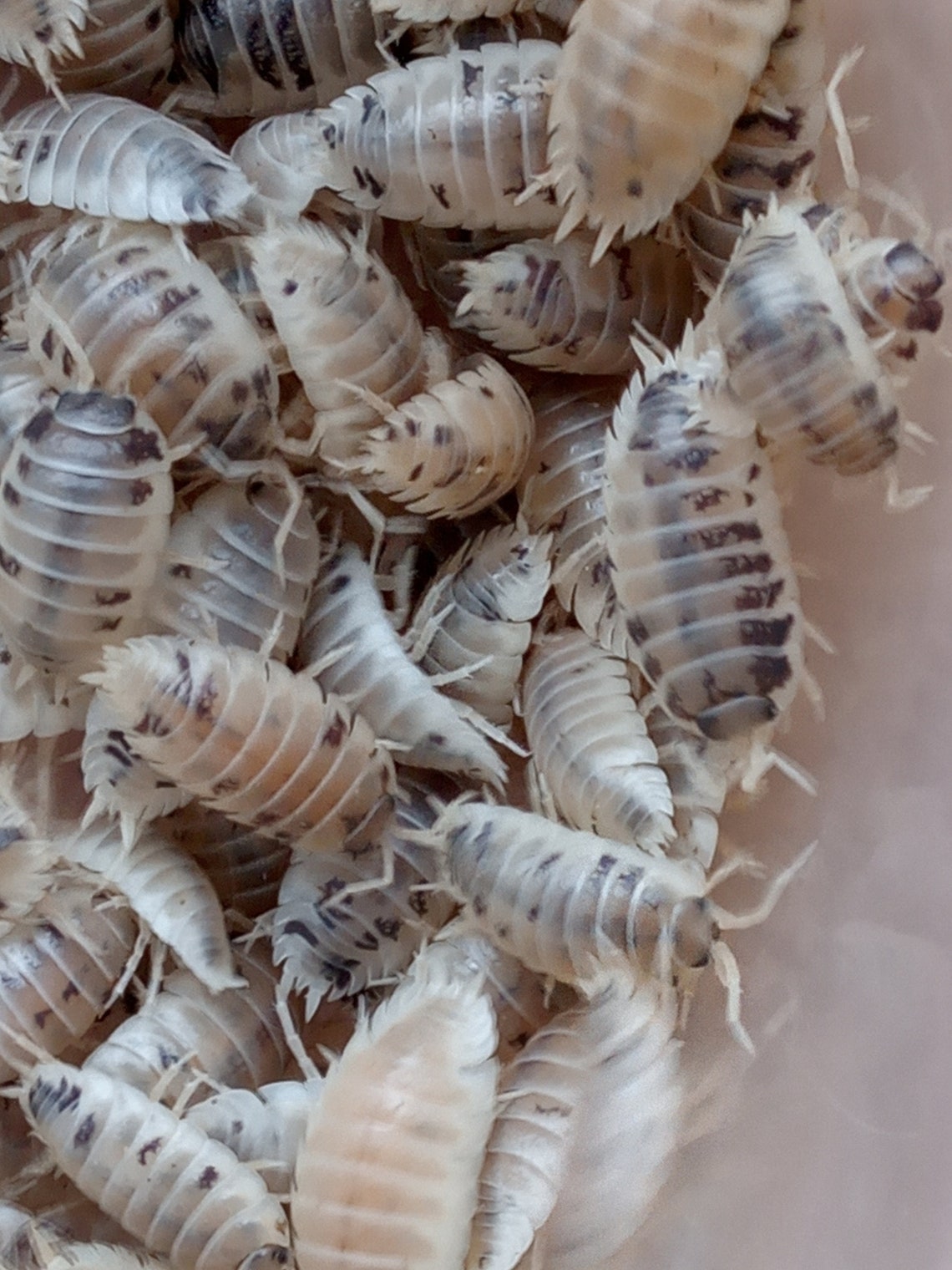 25 ADULT Dairy Cow Isopods Woodlice Porcellio Laevis Live Etsy UK
