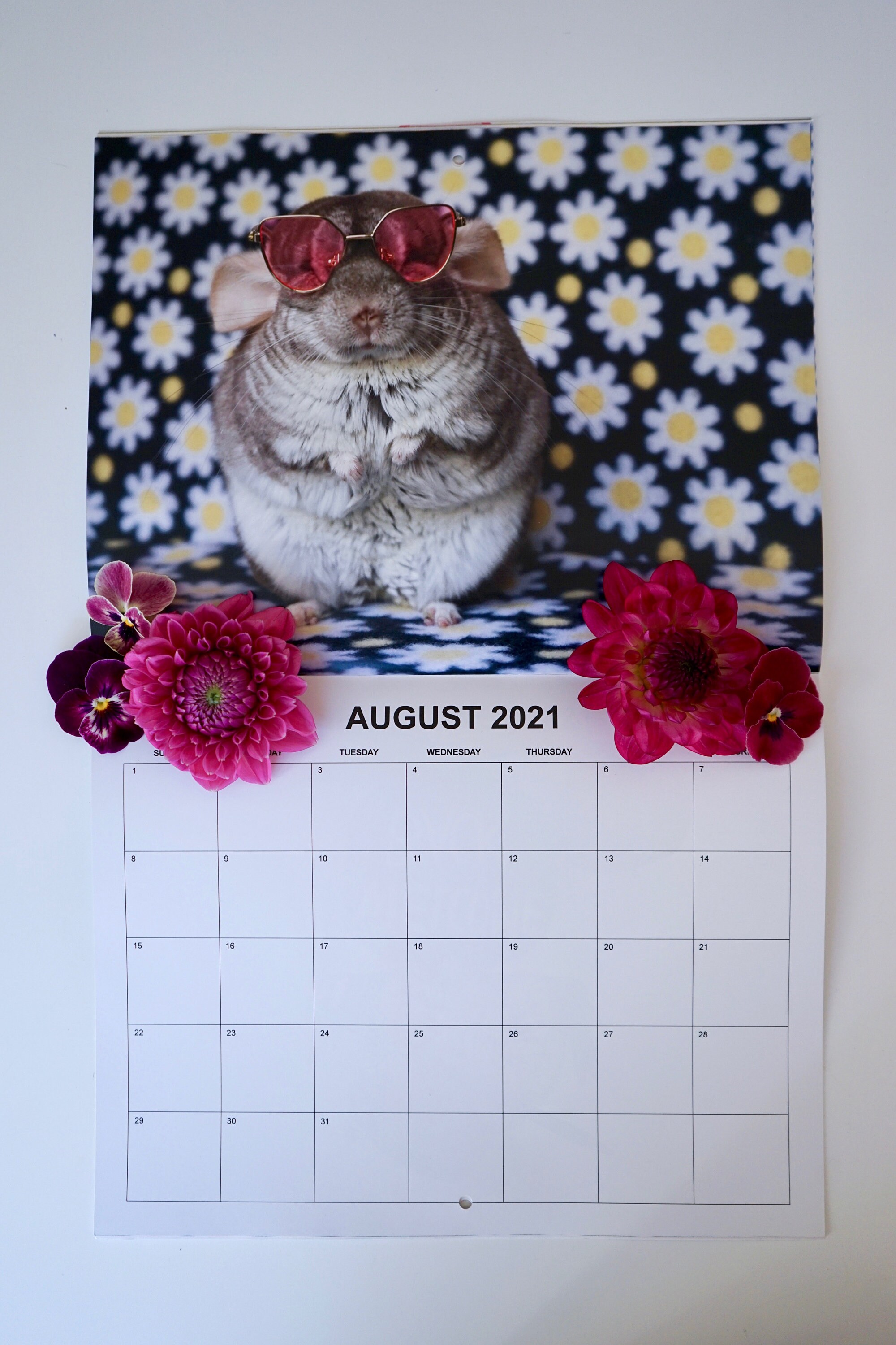2021 Chinchilla Calendar 12 Month Calendar 11 x 8.5 Wall Etsy