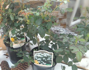 2 Piantevere patented real Roses bloom again