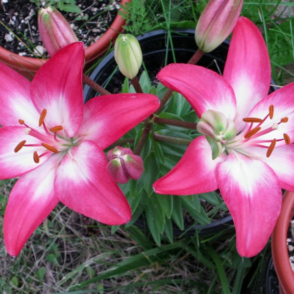 Heartstrings Lilies - Digital Photo Download