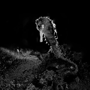 Seahorse by Night