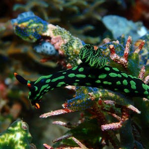 Colorful Nudibranch