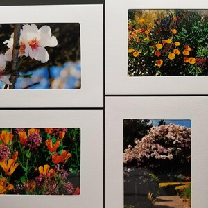 California Flower Collection