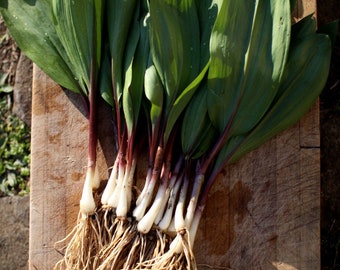 Fresh Wild Ramps - Baker's Dozen - Bulbs and Leaves