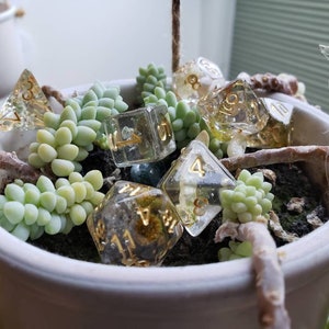 Ensemble de dés sur le sol de la forêt (VRAIES PLANTES !) pour les jeux RPG de table Donjons et Dragons