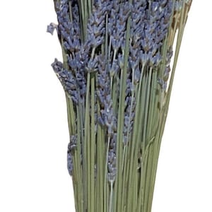 Lavender Stems Bunches 7 oz total Bundles Stems Fragrant dried lavender for bouquets weddings Grosso English