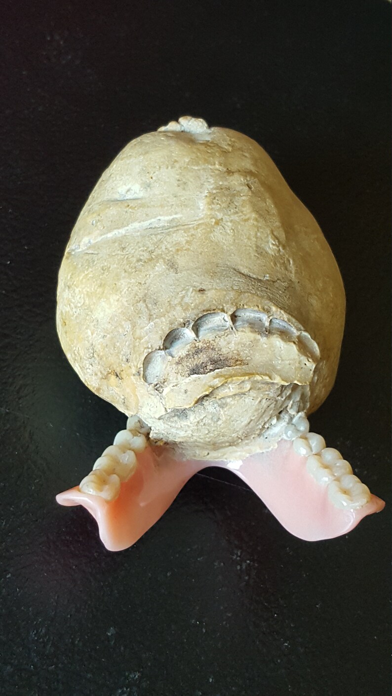 Dental Mold Oddity....Weird Vintage Dentist Curiosity...Curio Etsy