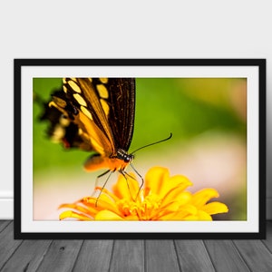 May include: A black and yellow butterfly with brown spots on its wings is perched on a yellow flower with a green background.