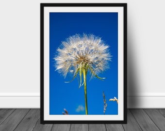 Dandelion photography print, nature wall art picture hanging