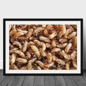 Könnte beinhalten: Ein Nahaufnahmebild einer großen Gruppe getrockneter Zikadeninsekten. Die Insekten sind braun und beige gefärbt und haben eine knusprige Textur.