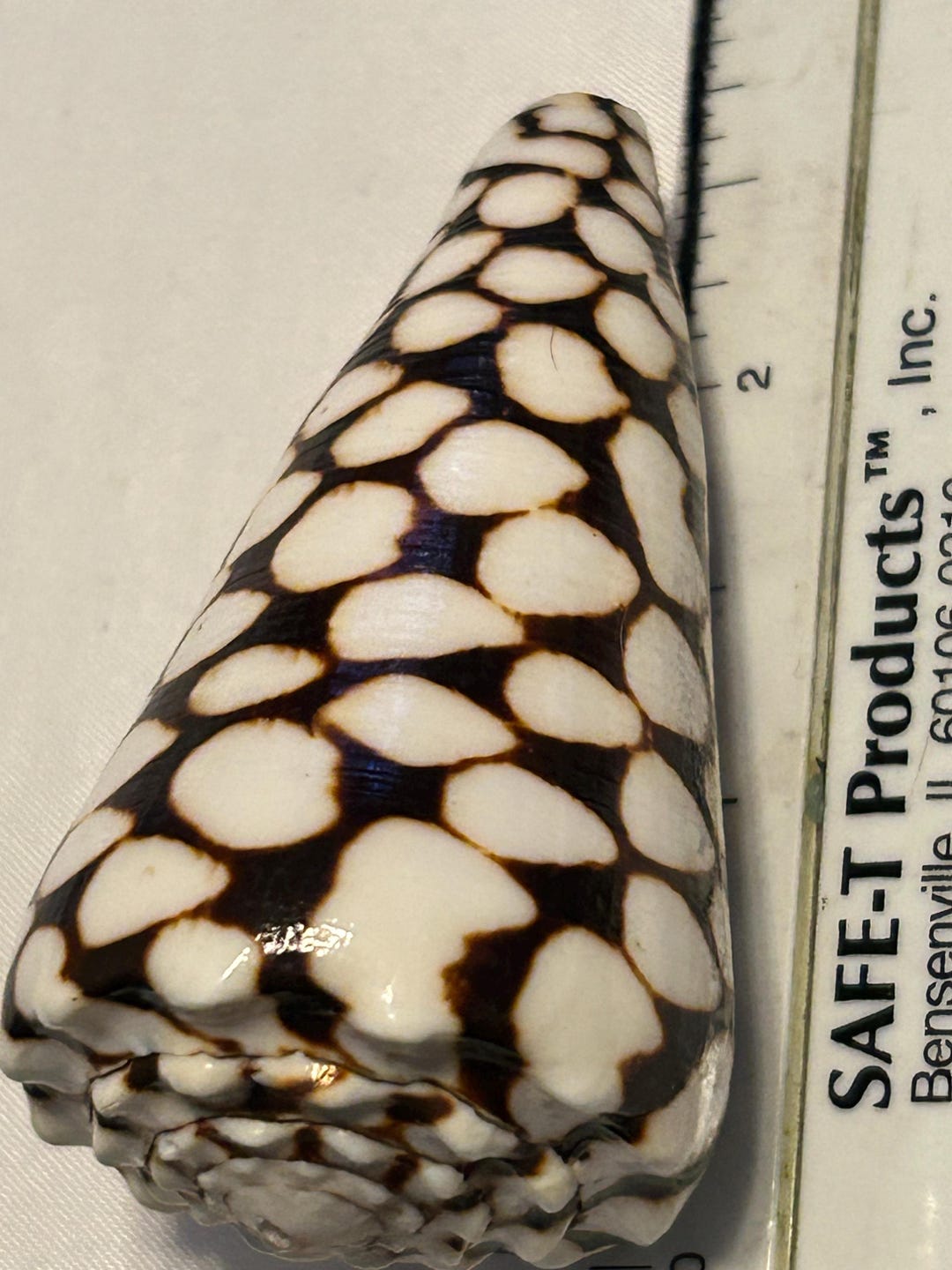 Natural Marvel Co E Shell From Philippines 2.5” - Etsy