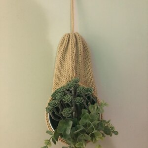buy pothos plant Golden Pothos in a 4" & 6" Nursery Pot - Easy Care Houseplant