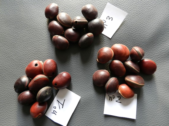 Graines œil De Bœuf Pour Collier - Lot De 15 - Neuf
