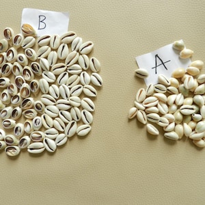 Conchiglie di ciprea benedette naturali dall'oceano lotto 50 - cipree trafitte senza schienale - Antica valuta africana - Gioielli Boho - gioielli di spiritualità