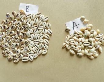 Sacred Natural Cowrie Shells Lot 50 - Drilled, Backless - Ancient African heritage Currency - Boho Chic & Spiritual Jewl- DIY Jewelry Craft