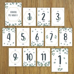 Babystapkaarten, maand per maand, eucalyptus natuur, babykaarten, geboorte, cadeau