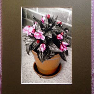 May include: A potted plant with pink flowers and dark green leaves. The plant is in a brown terracotta pot with a saucer.