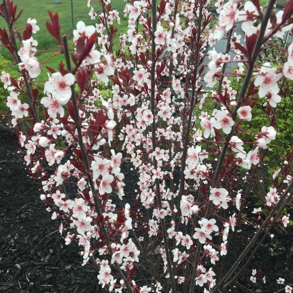 2 Purple Leaf Sand Cherry Seedling, 18-24" tall! (LIVE PLANTS)  Grow as a shrub or a tree! Beautiful blooms