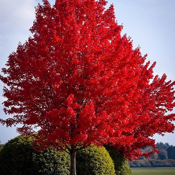 1 American Red Maple Tree (18-24”tall)  LIVE TREES  Gorgeous fall color!