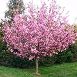 1 Big "Kwanzan" Cherry Blossom Tree! (3-4' tall) Gorgeous in Bloom!!  Cherry blossoms beautiful!
