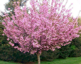 1 Big "Kwanzan" Cherry Blossom Tree! (3-4' tall) Gorgeous in Bloom!!  Cherry blossoms beautiful!