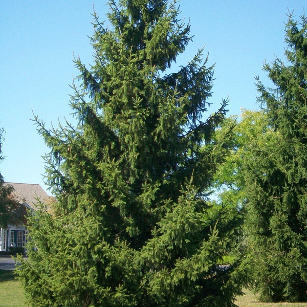 5 Norway Spruce Tree (12-18" tall)  LIVE TREES, Evergreen