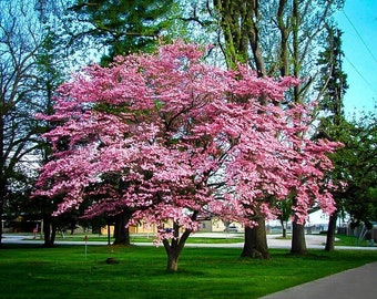 1 Nice Pink Flowering Dogwood Tree! 24-30” tall!