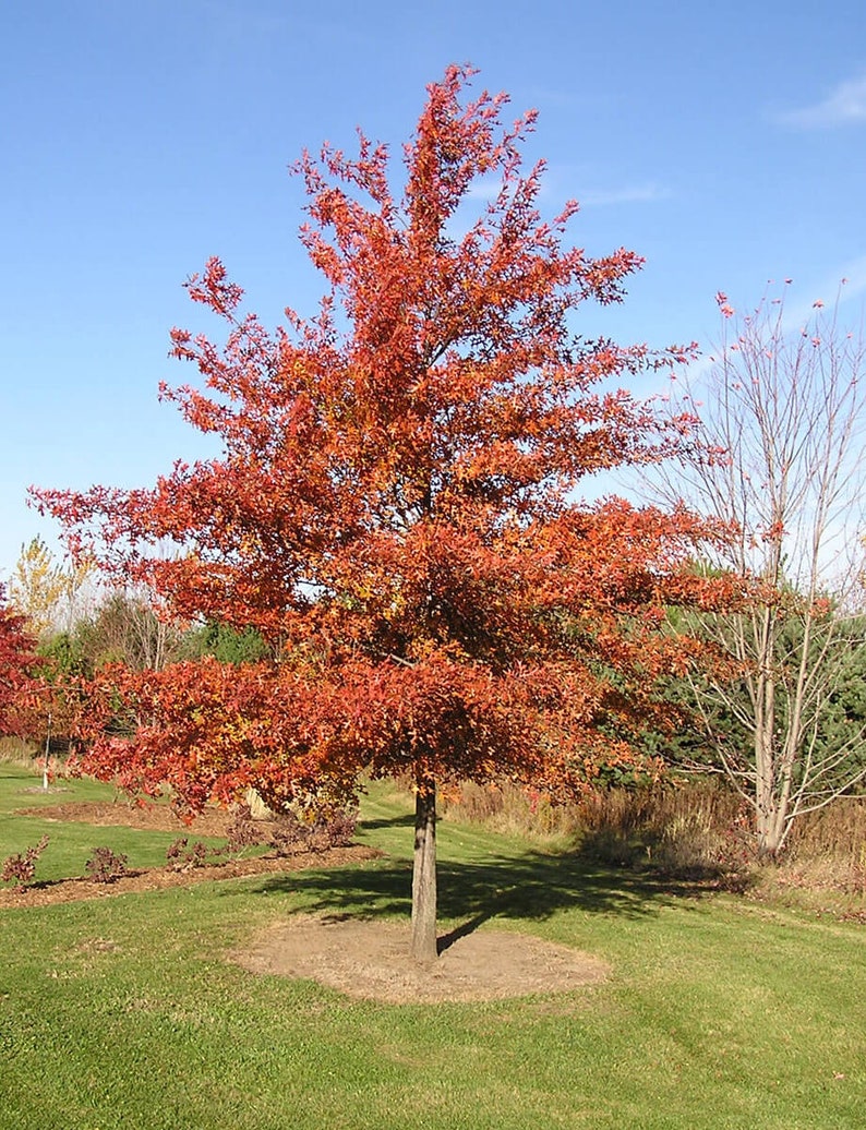 2 Pin Oak Seedlings 1824 tall LIVE PLANTS Etsy