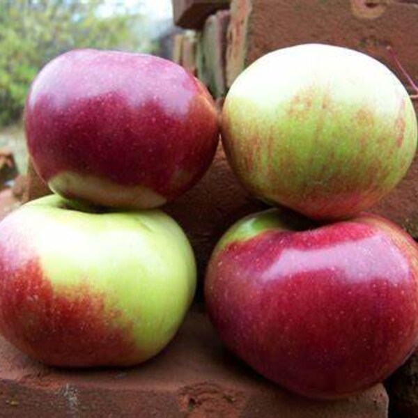 Dwarf Apple Tree Etsy
