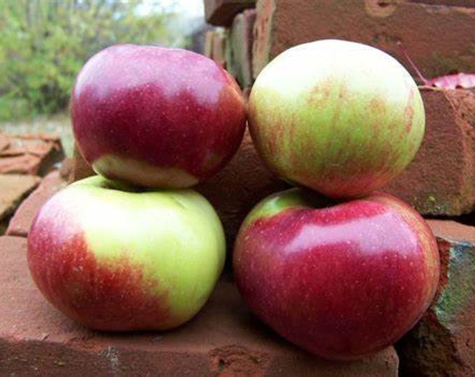 1 winesap Apple Tree1824 Tall Live Tree Etsy