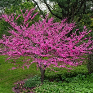 2 Eastern Redbud Tree  (18-24”tall)  One of the earliest blooming trees, beautiful blooms and color