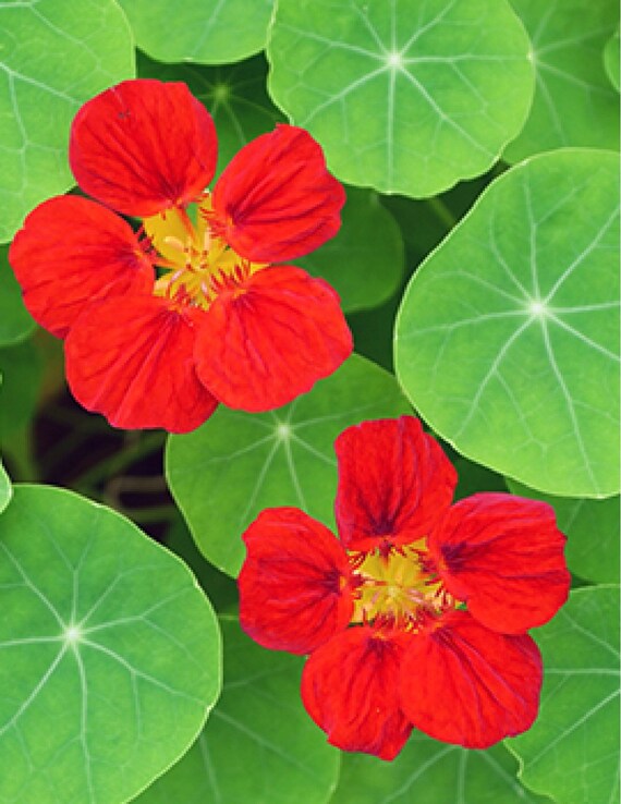 Nasturtium Flower Essence Etsy