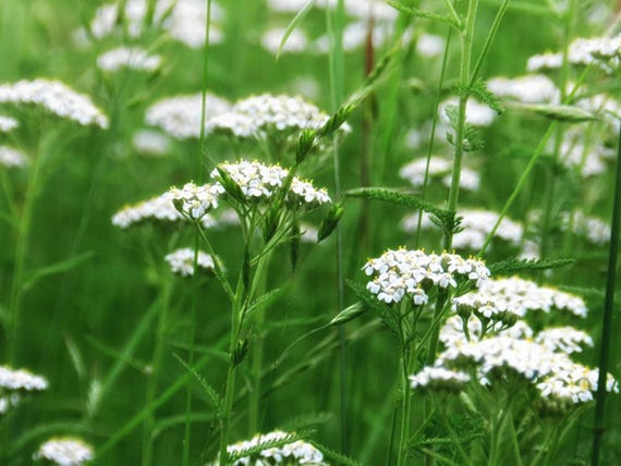 Yarrow Flower Essence Etsy