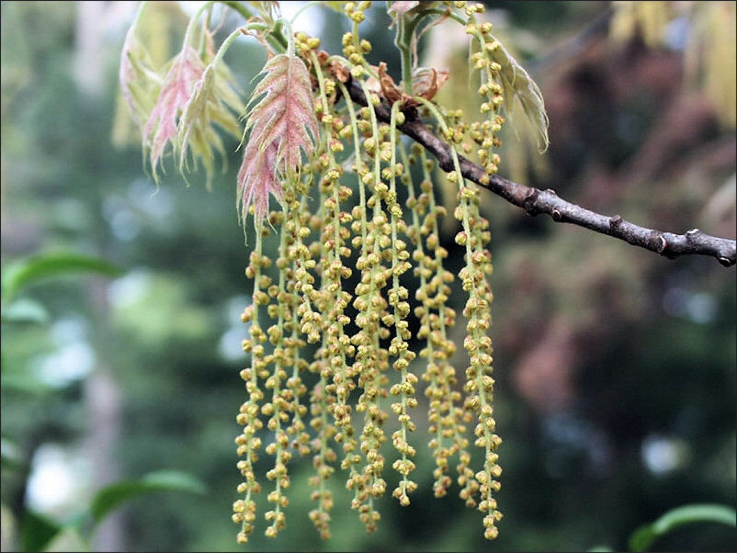 Oak Flower Essence Etsy