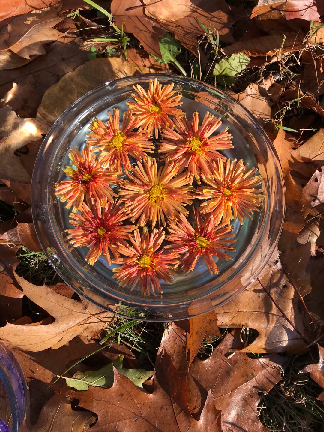 Chrysanthemum Flower Essence Etsy