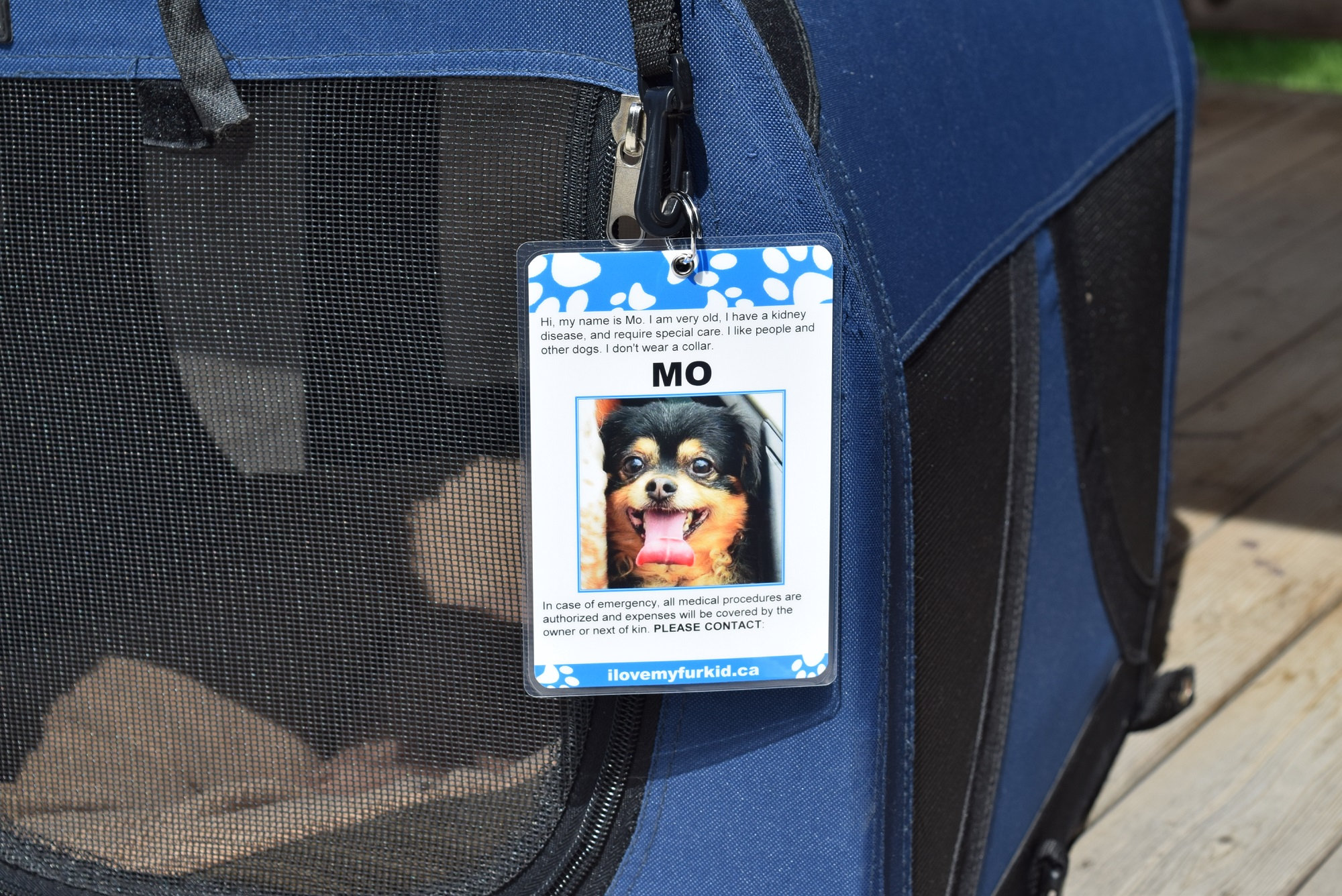 Can Dog Wear Collar Crate