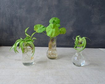 Petite bouteille vintage en verre transparent : pot gradué d'apothicaire, mini vase, bouteille de multiplication, décoration de pharmacie