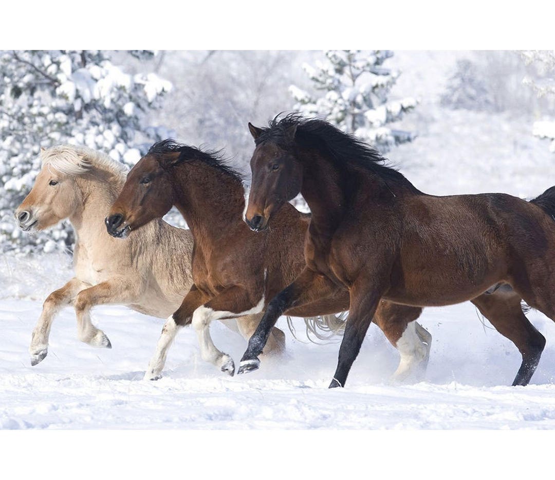 Pferde laufen im Winter Schnee Pferd Pferd Kunst Foto Pferde Poster  Wandkunst | Poster